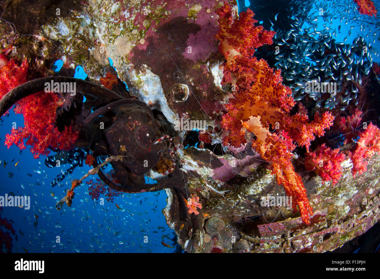 Soft coral, Glassfish and Cleaner Shrimp on a Wreck's Mast Stock Photo