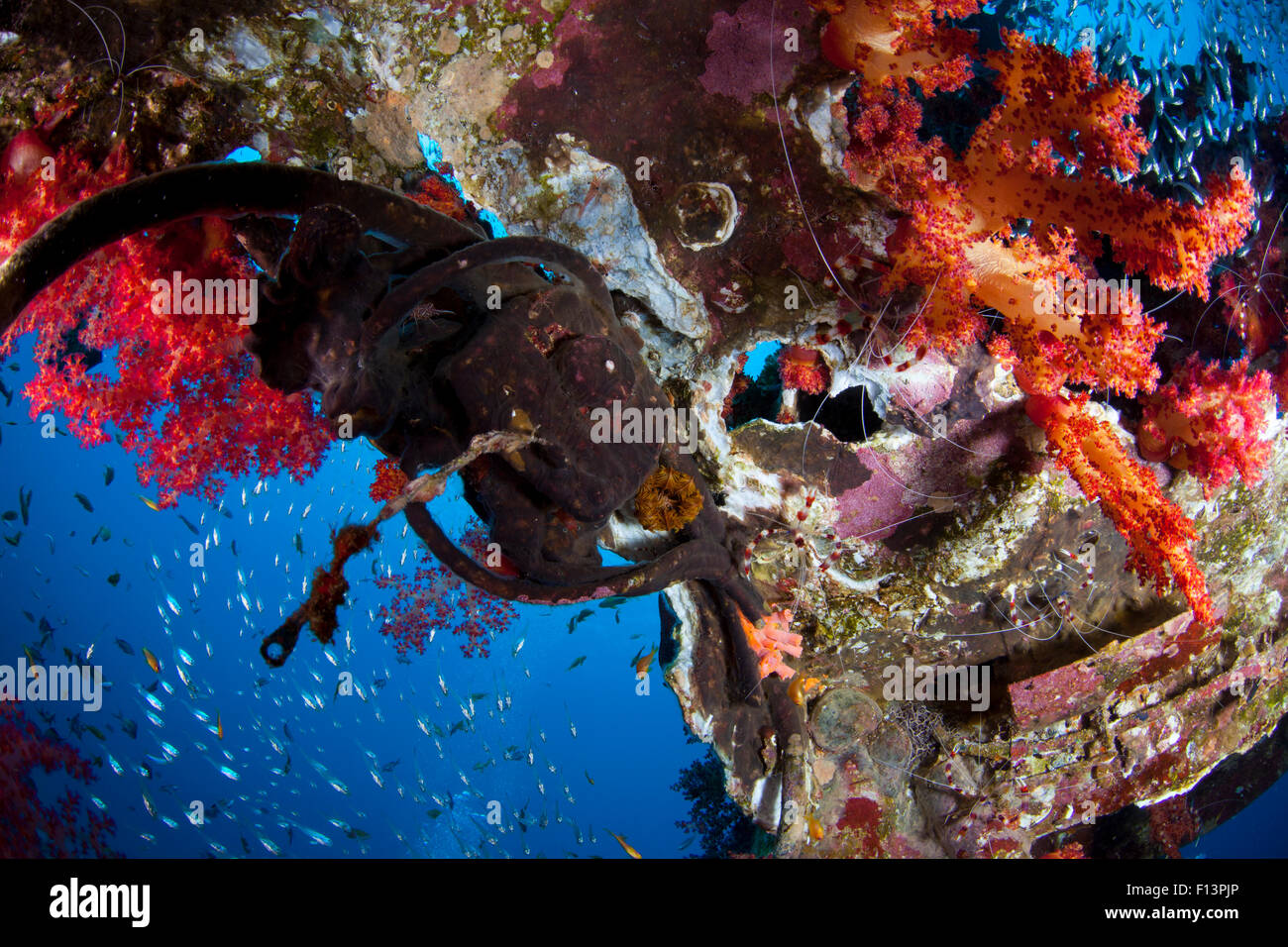 Soft coral, Glassfish and Cleaner Shrimp on a Wreck's Mast Stock Photo