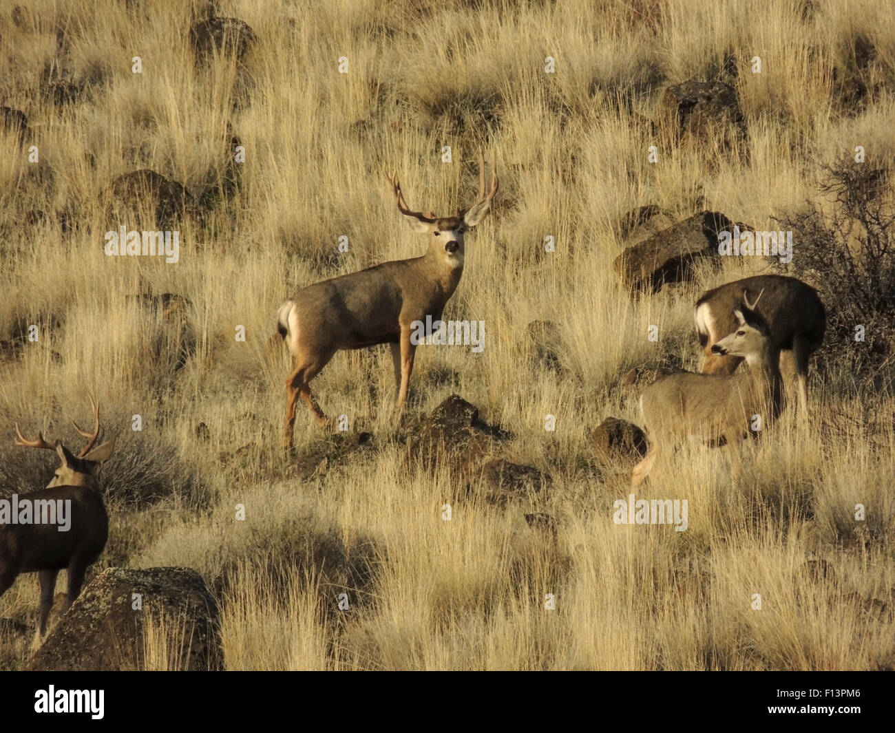 Mule Deer Bucks (Odocoileus hemionus) foraging in the Lava Beds National Monument Northern California Stock Photo