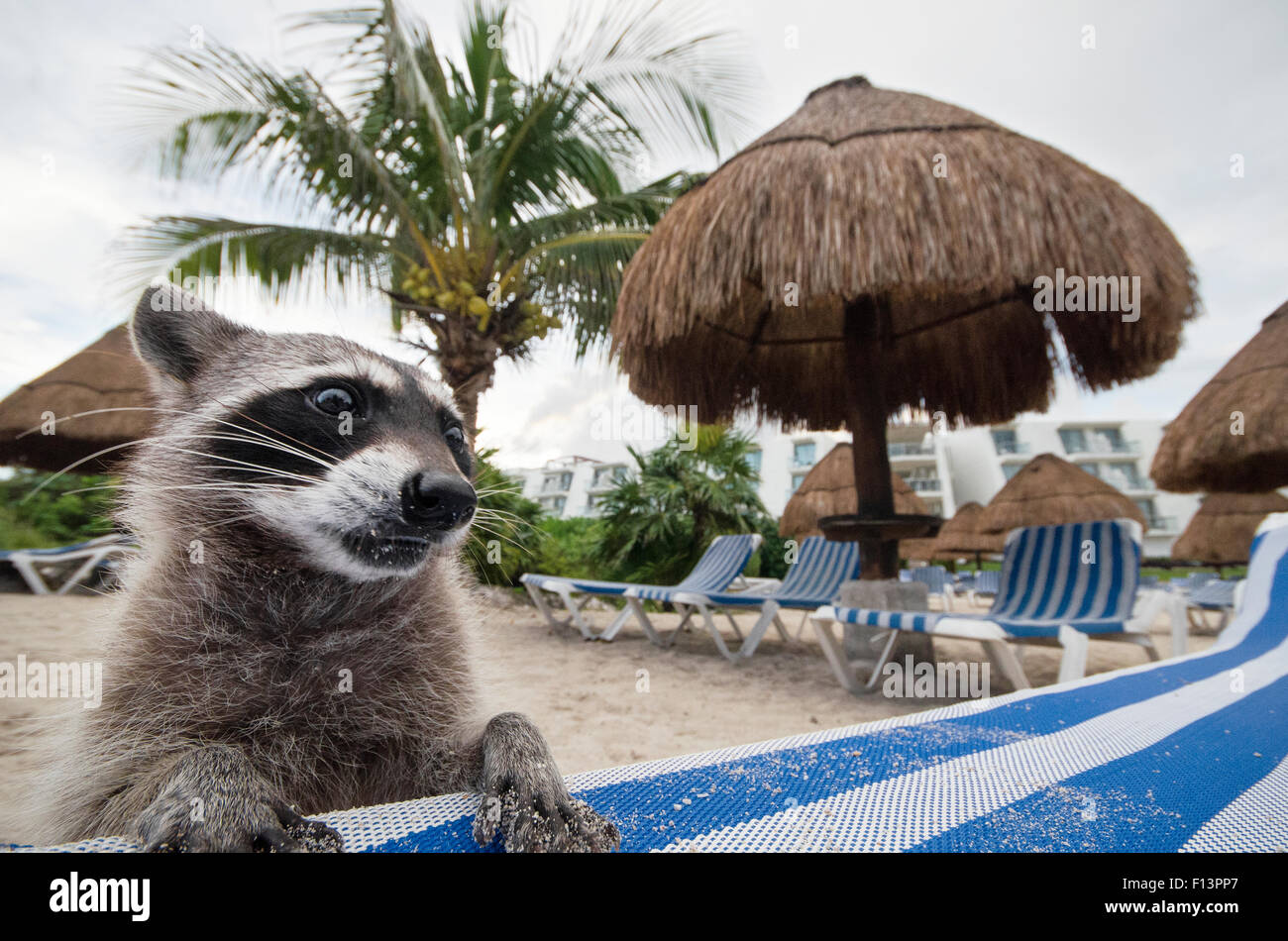 Raccoon (Procyon lotor) foraging on beach for food left behind by ...