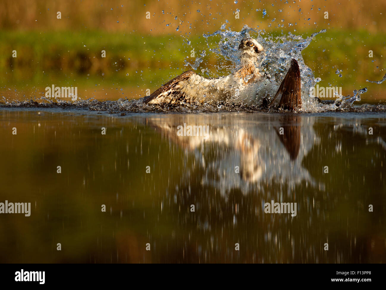 Osprey (Pandion Haliaetus) splashing in water whilst hunting for trout, Scotland, UK, July. Stock Photo