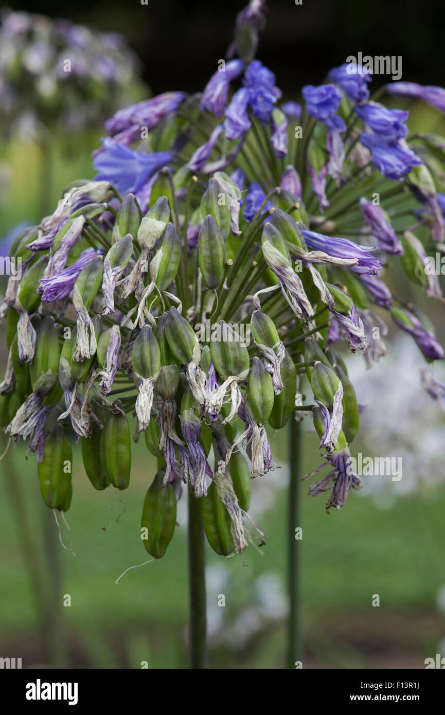 Agapanthus 'johanna' flower going to seed. African blue lily seed pods