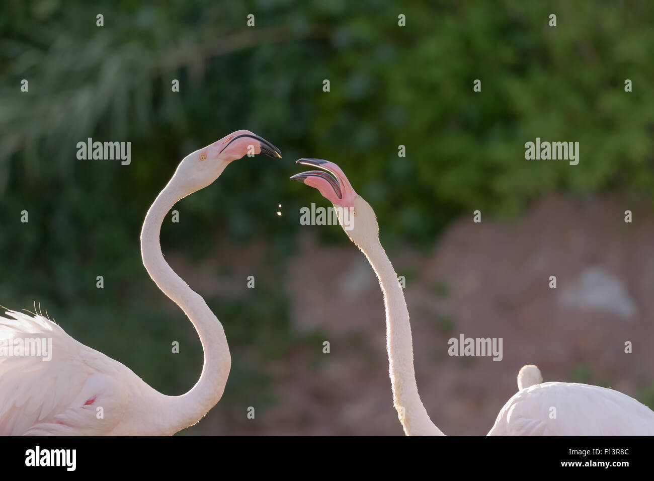 Beautiful flamingos feeding each other. Stock Photo
