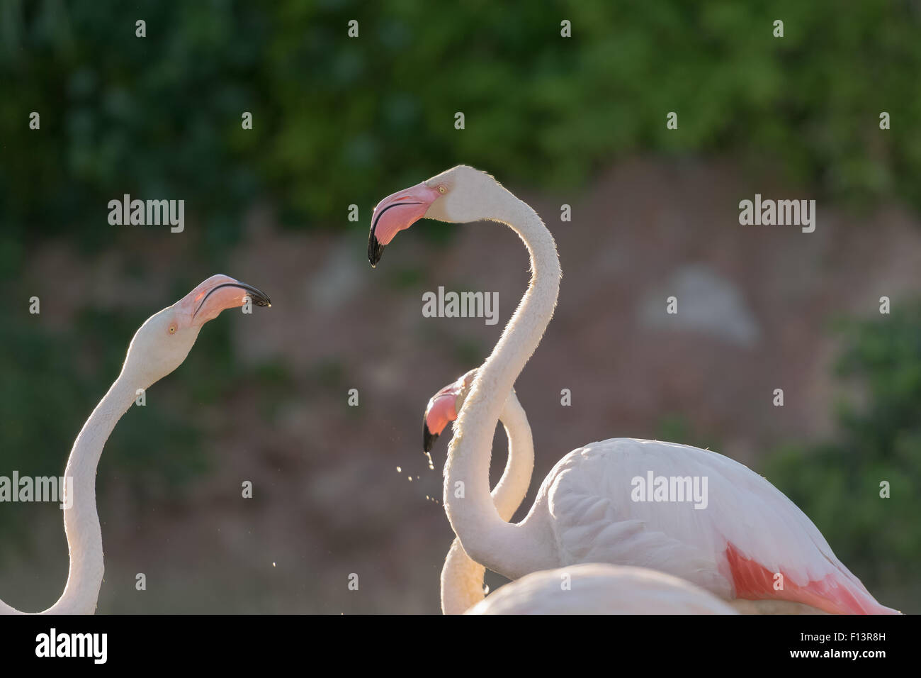 Flamingos close up while looking each other. Stock Photo