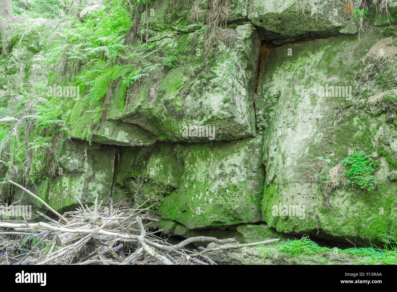 Rocks covered with moss and forest plants Stock Photo