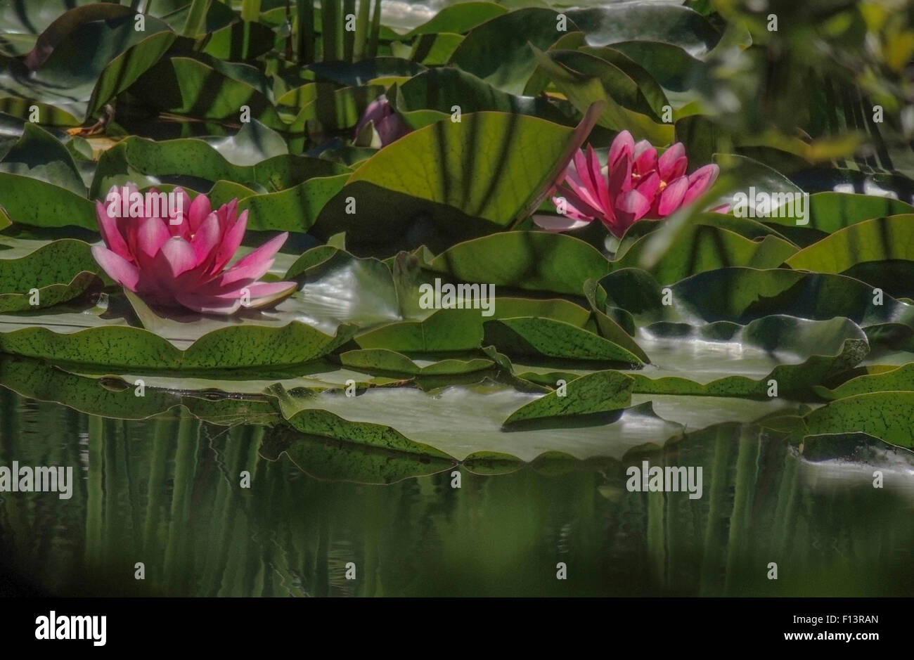 Water Lilies (Nymphaeaceae) are flowering aquatic plants that root in soil with the leaves and flowers floating on the water of Stock Photo