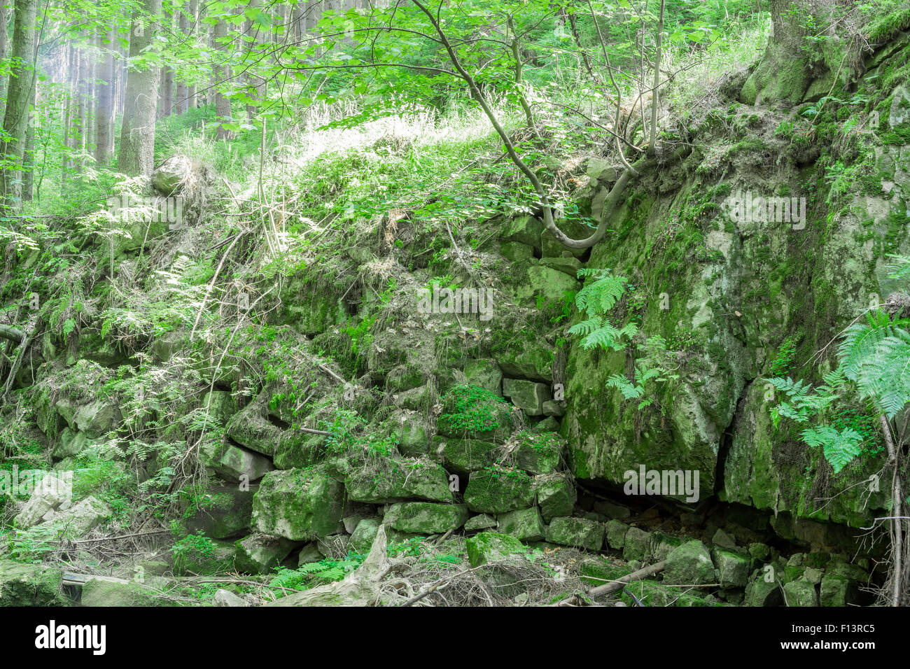 Rocks covered with moss and forest plants Stock Photo