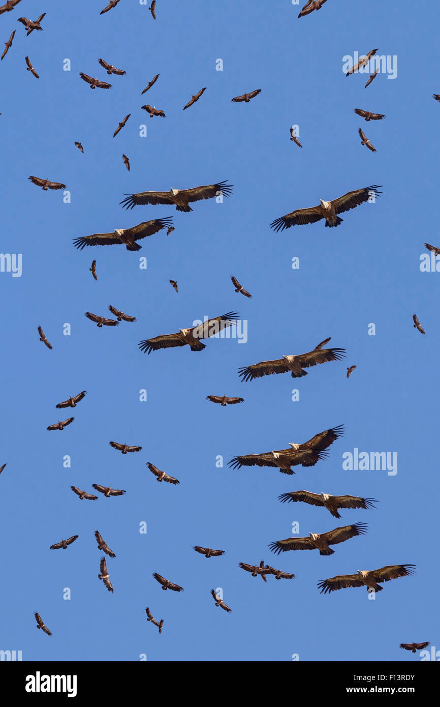 Griffon vultures (Gyps fulvus) in flight, gathering at Santa Cilia de Panzano feeding station. Sierra y Canones de Guara Natural Park, Aragon, Spain, July. Stock Photo