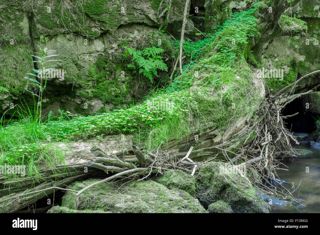 Rotten tree trunk covered with moss and forest plants Stock Photo