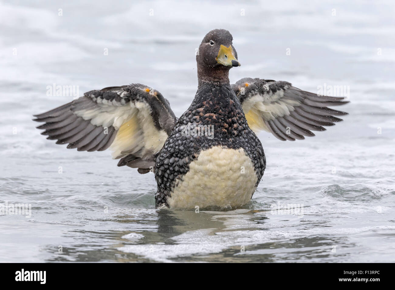 Falklands Flightless Steamer Duck flapping wings Stock Photo Alamy