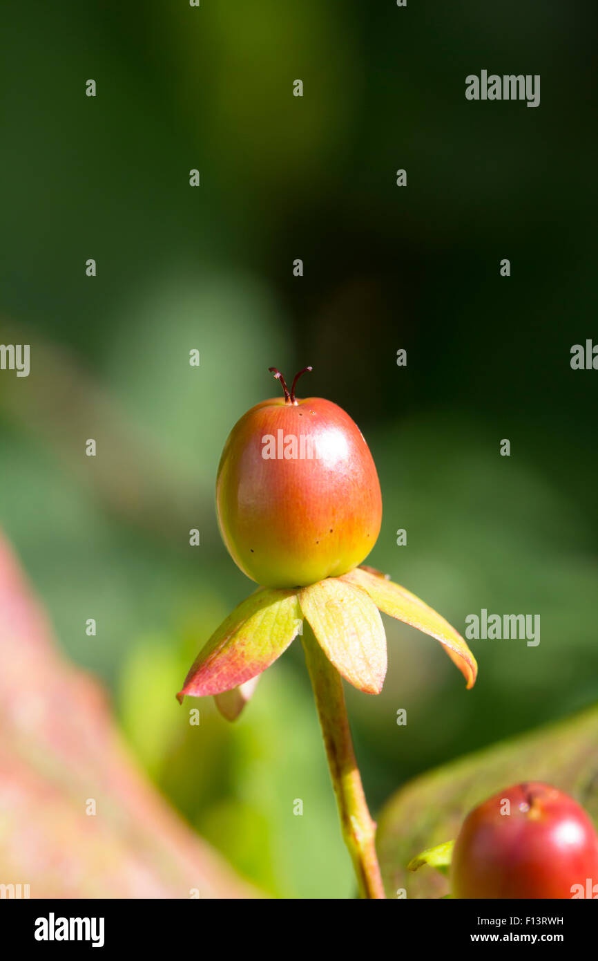 St. John's wort berries Stock Photo Alamy