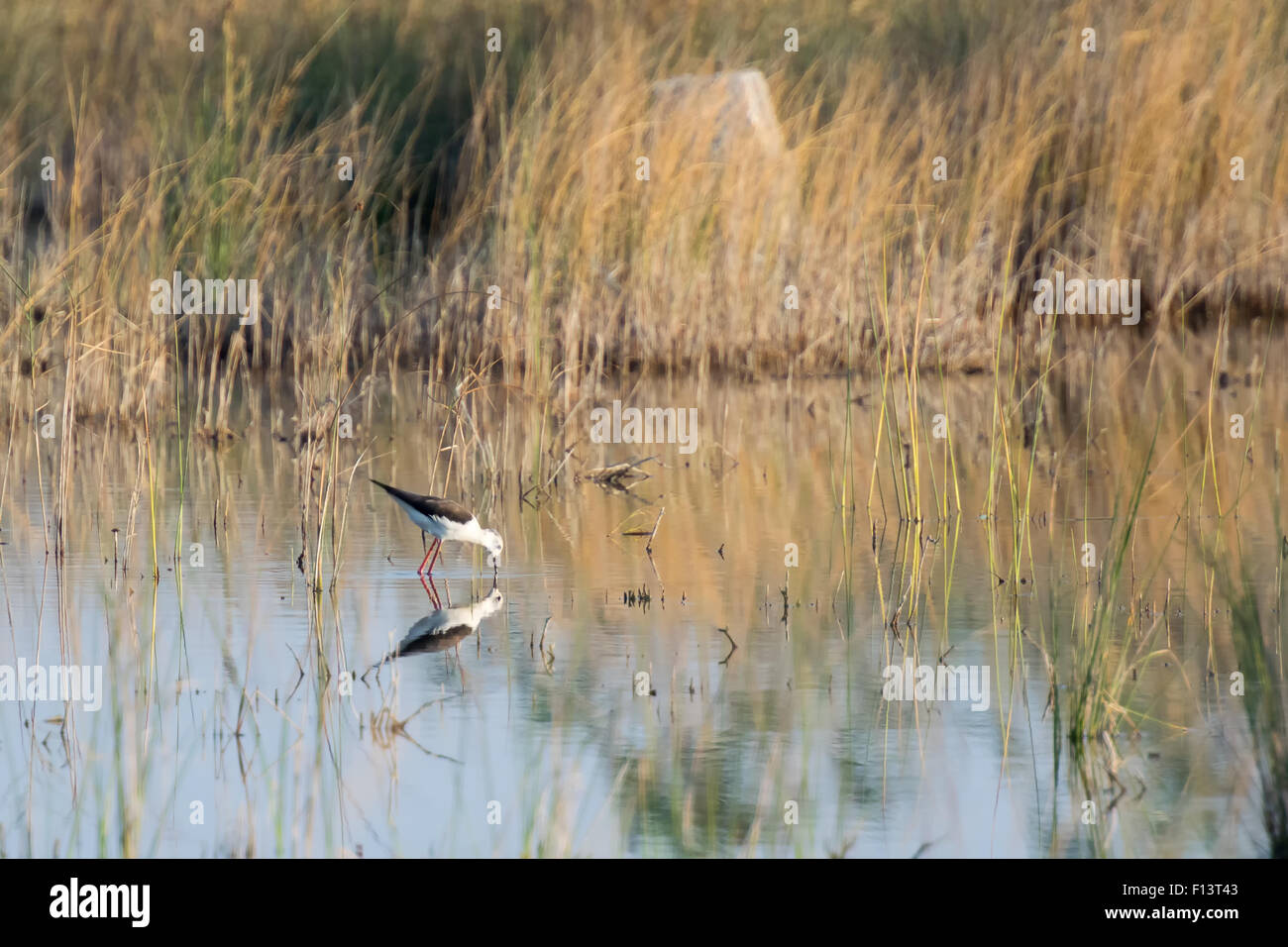 Beautiful reflection of a himantopus himantopus bird on it's natural environment. Stock Photo