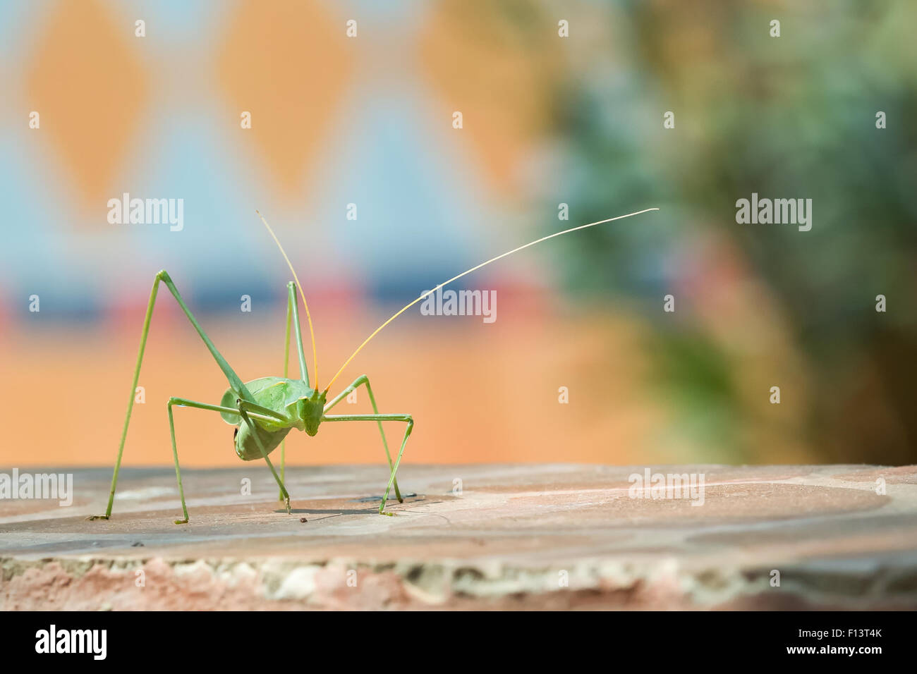 Katydid against a colorful background Stock Photo - Alamy
