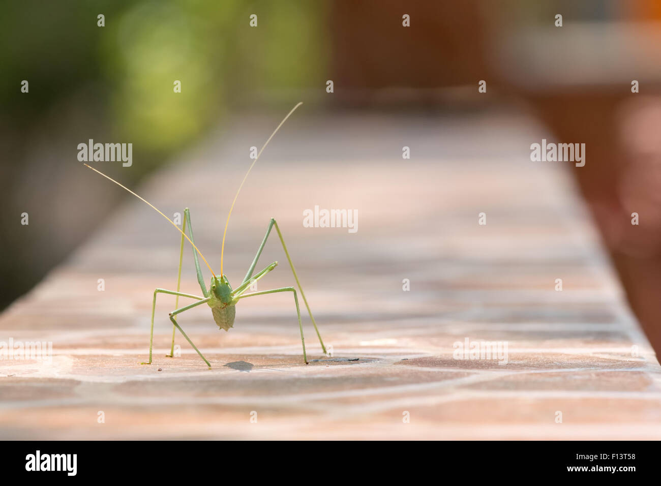 Green leaf bug walking and eating on a mantel. Stock Photo