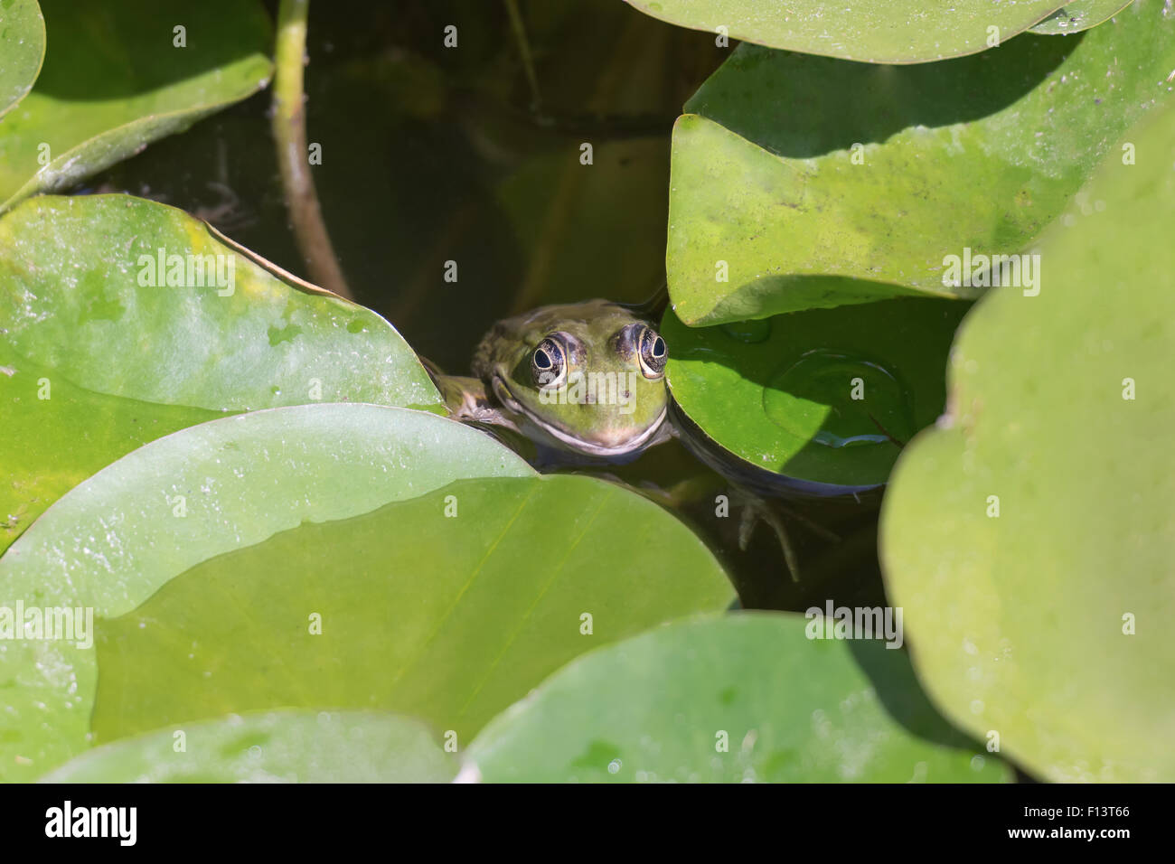 Frog head coming out of a swamp against the water lilies. Stock Photo