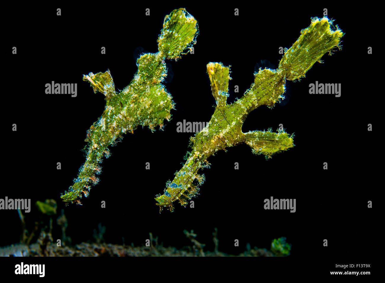 Pair of Rough snout ghostpipefish (Solenostomus paegnius), with female with egg pouch in front of male. Anilao, Batangas, Luzon, Philippines. Verde Island Passages, Tropical West Pacific Ocean. Stock Photo