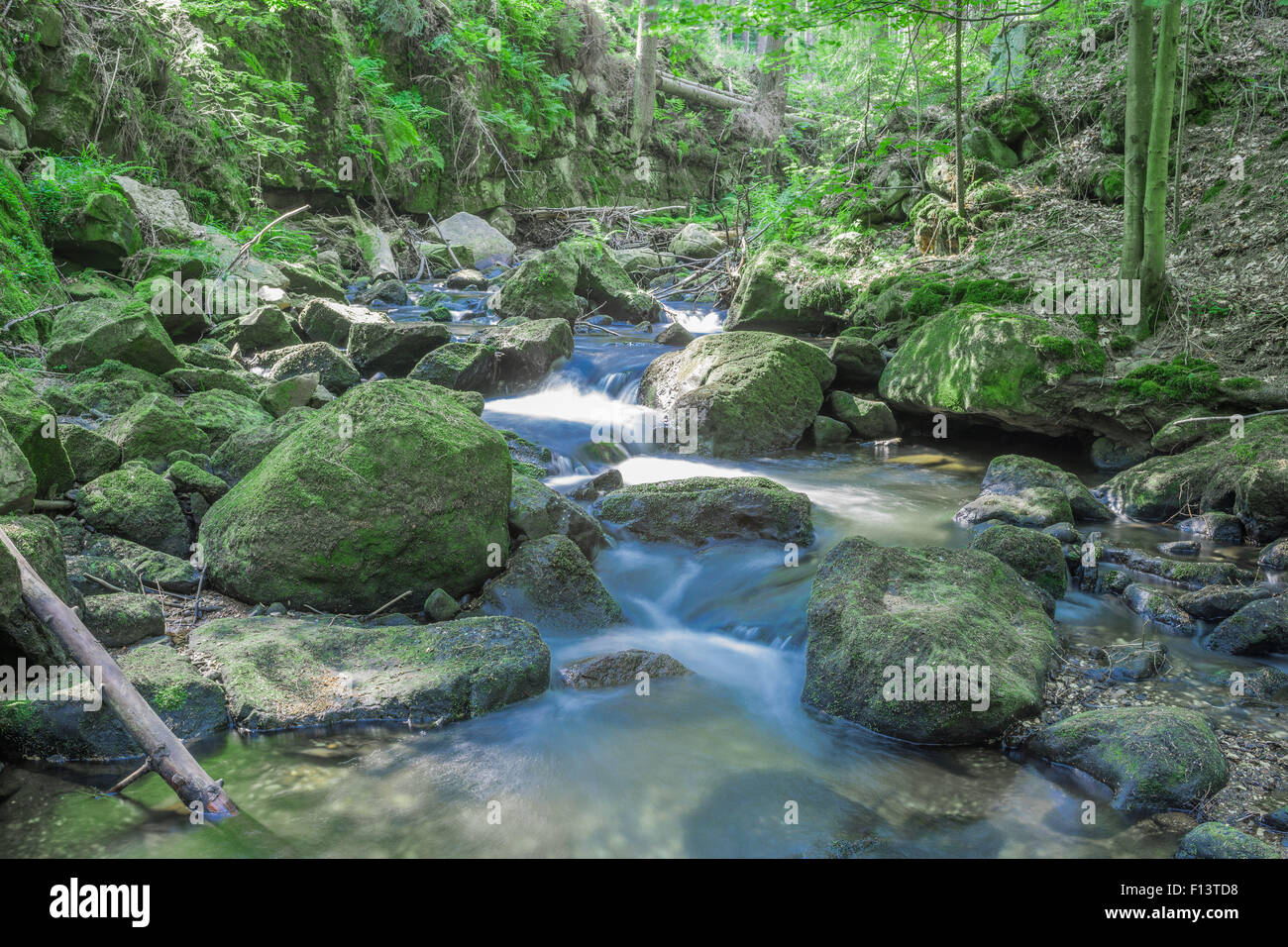 Wild mountain river bed in the dry summer Bystrzyca stones boulders logs covered with moss Stock Photo