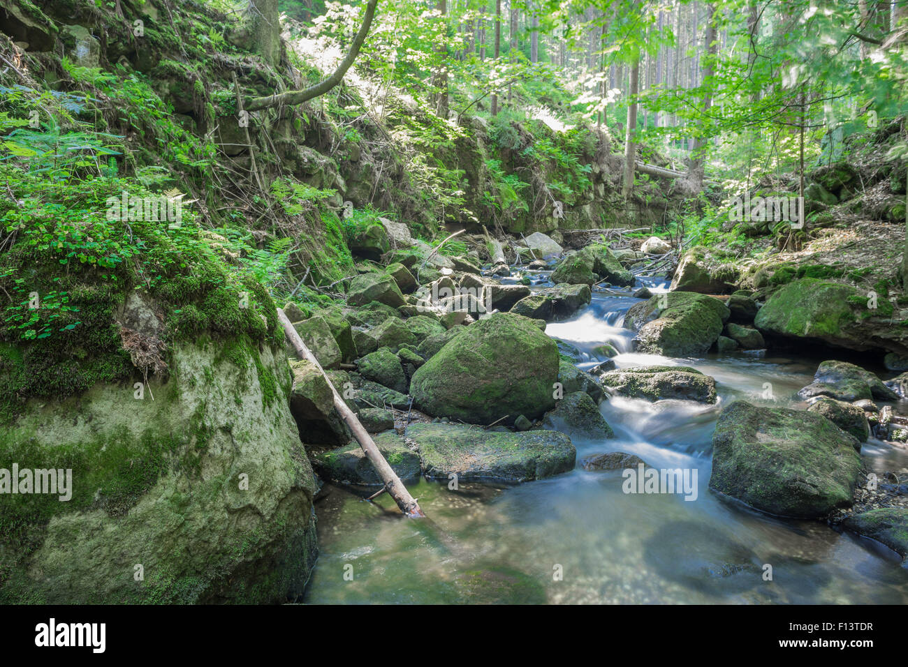 Wild mountain river bed in the dry summer Bystrzyca stones boulders logs covered with moss Stock Photo