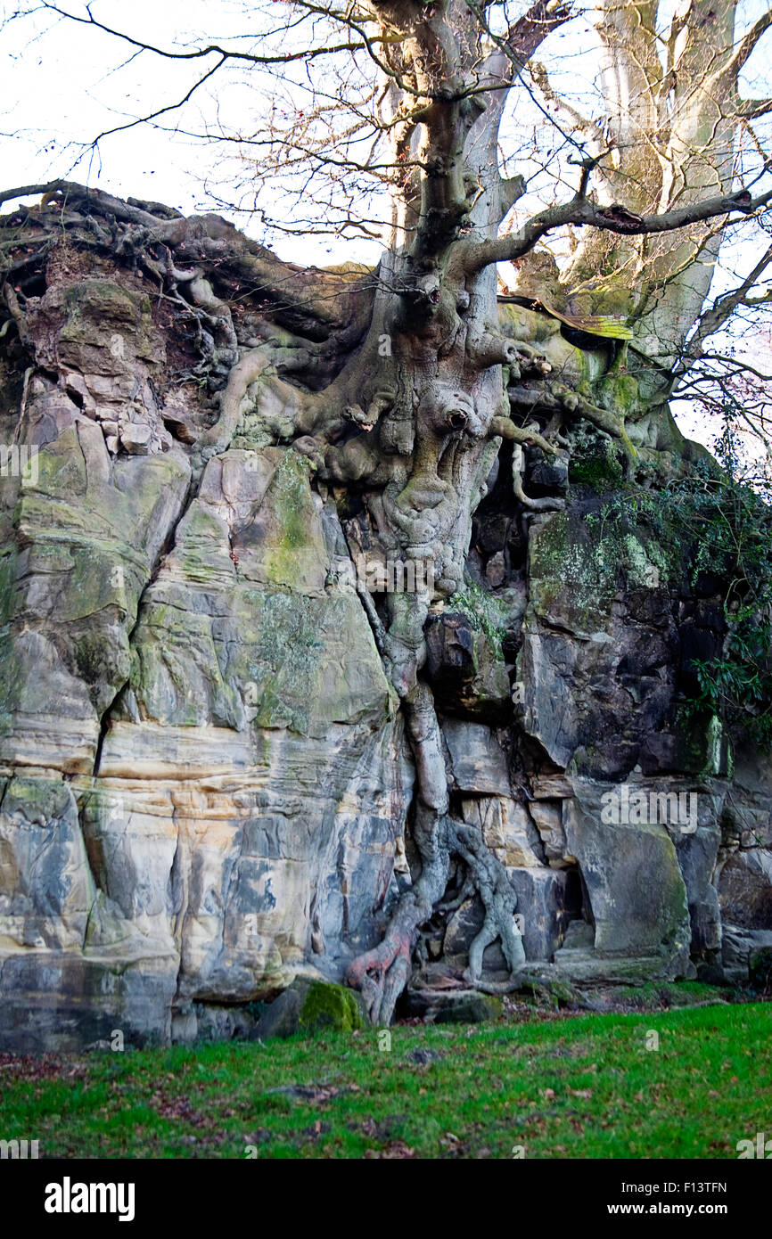 Tree Root Rock High Resolution Stock Photography and Images - Alamy