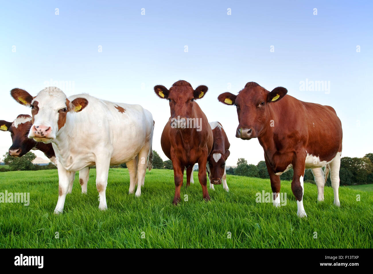 Ayrshire cows in summer pasture Stock Photo