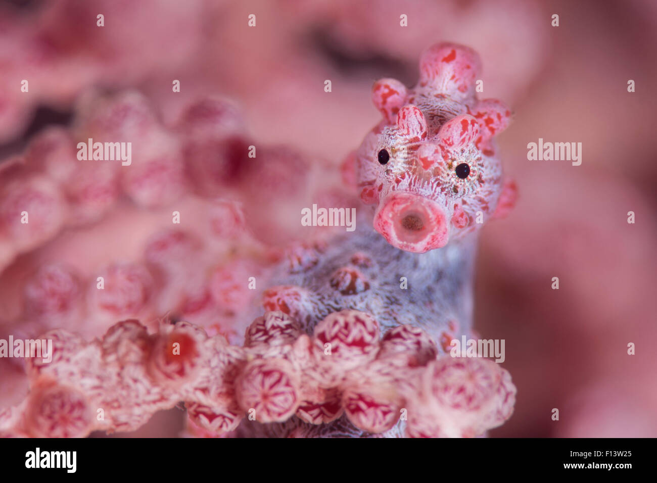 Close up of tiny (10mm) Pygmy seahorse (Hippocampus bargibanti) living disguised in Muricella sp. sea fan. Bitung, North Sulawesi, Indonesia. Lembeh Strait, Molucca Sea. Stock Photo