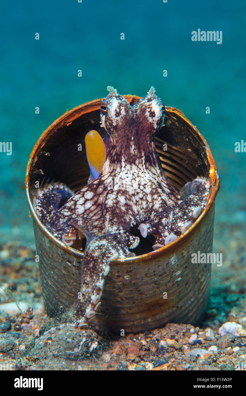 Veined octopus (Amphioctopus marginatus) sheltering in an empty can