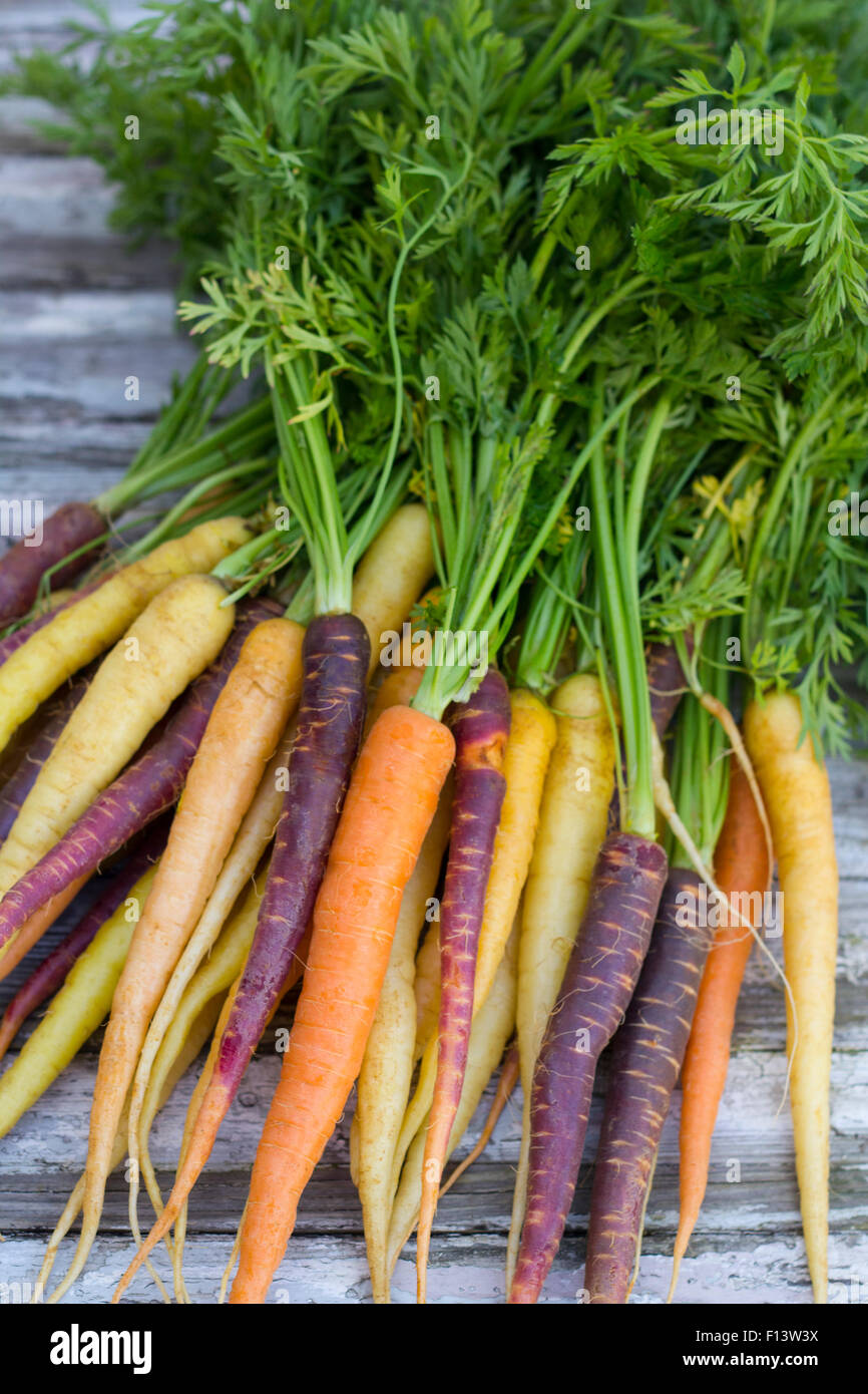 A bunch of colourful carrots Stock Photo