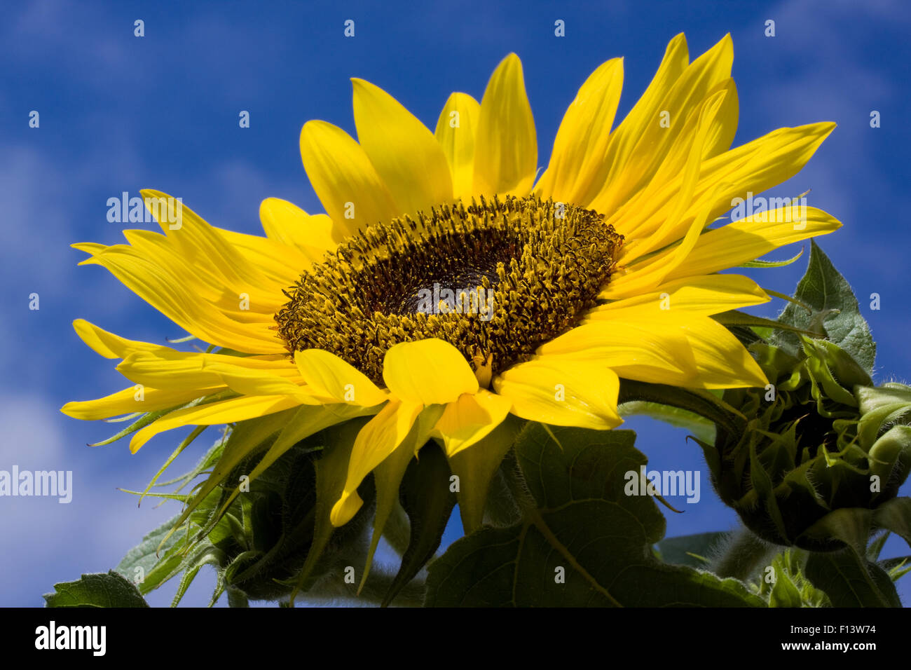 A large fully  opened sunflower, Helianthus, facing up towards a deep blue sky on a warm summer day. the flower is in full bloom facing skywards Stock Photo