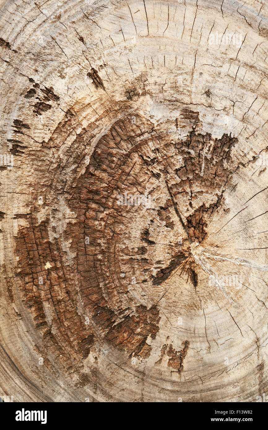 Old teak wood stumps with cracks and annual rings Stock Photo Alamy