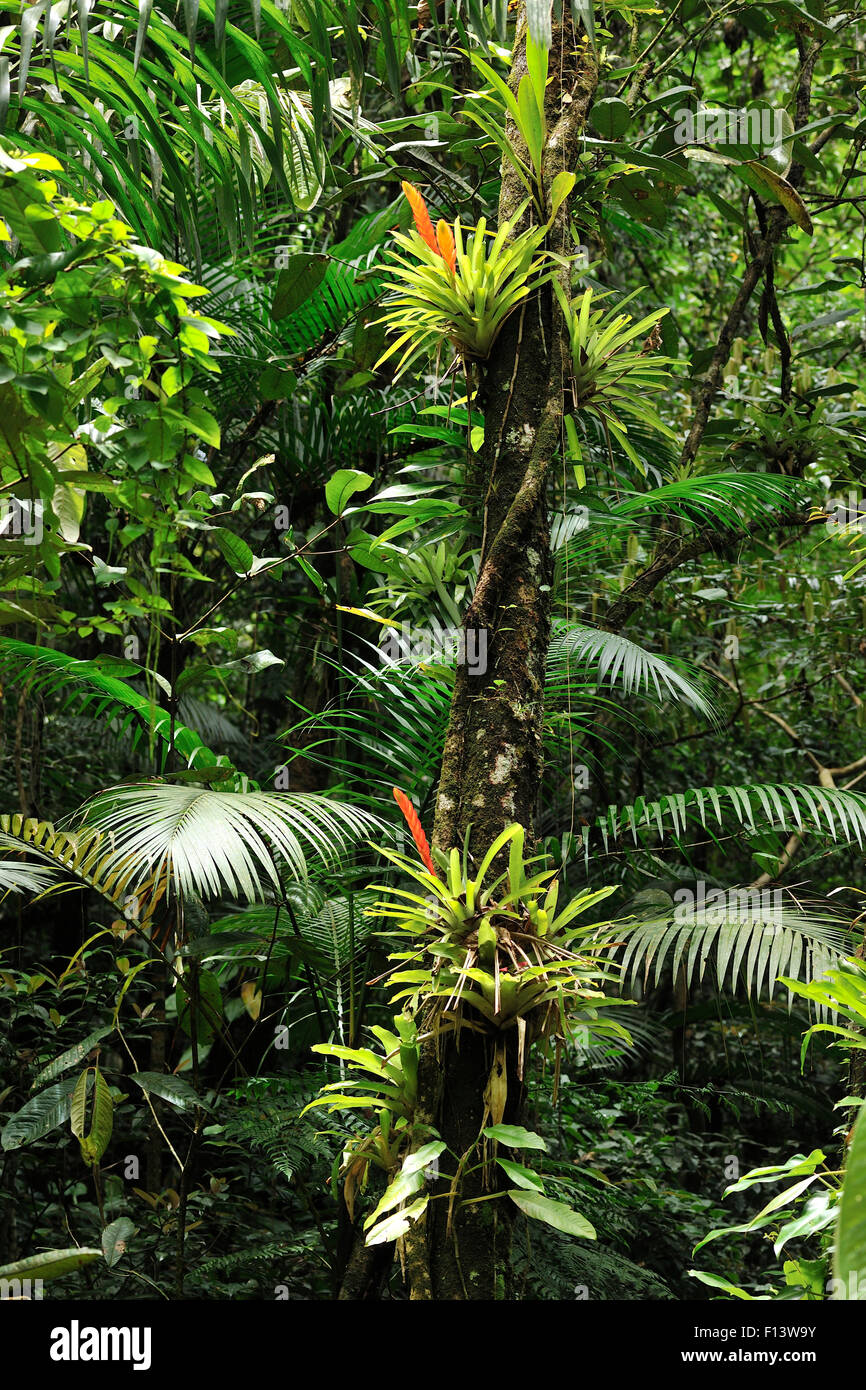 Bromeliads (Bromeliaceae) in flower in rainforest, Salto Morato Nature Reserve / RPPN Salto Morato, Guaraquecaba, Parana, Brazil. Stock Photo
