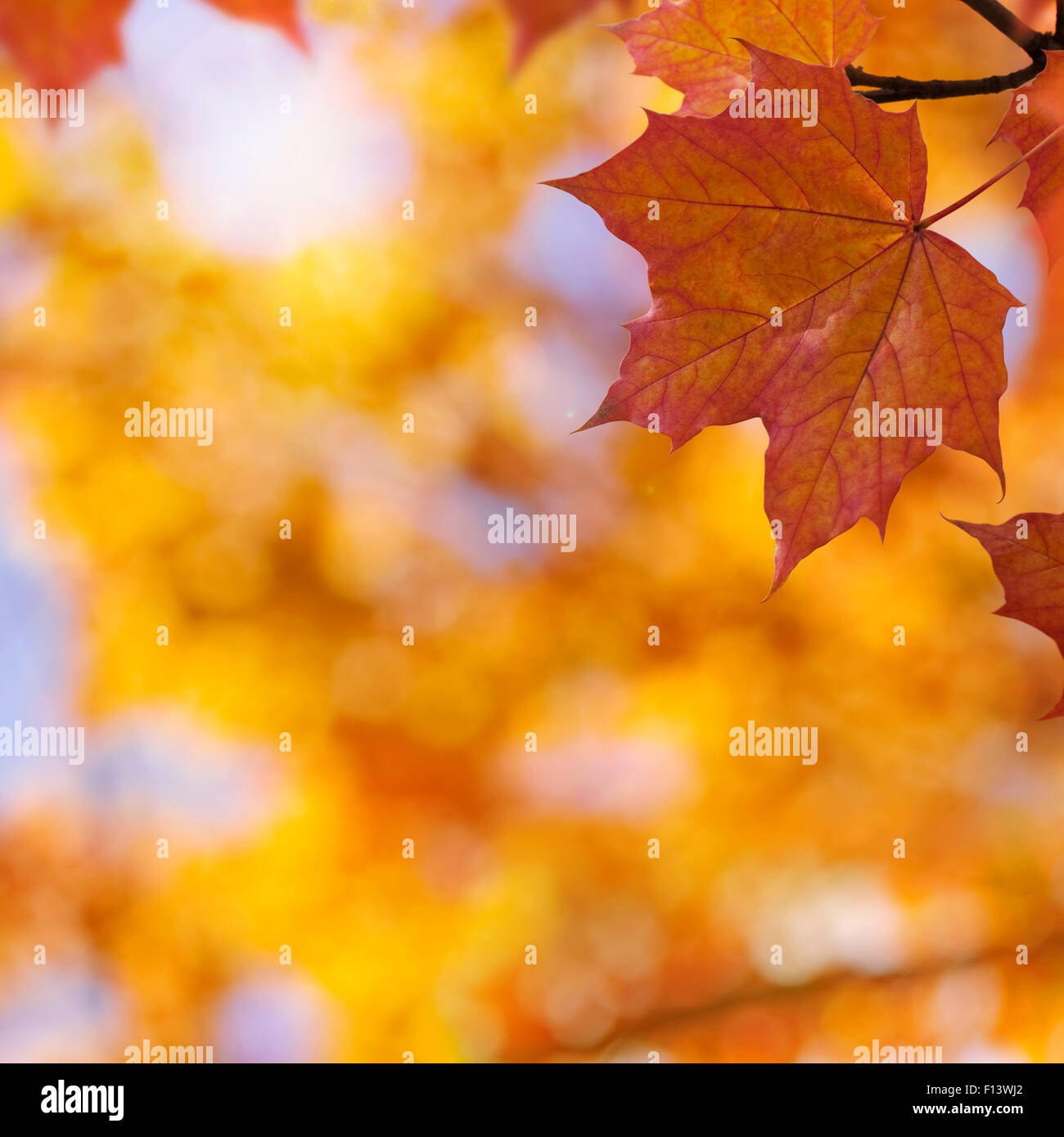 Orange autumn maple leaf hi-res stock photogr…