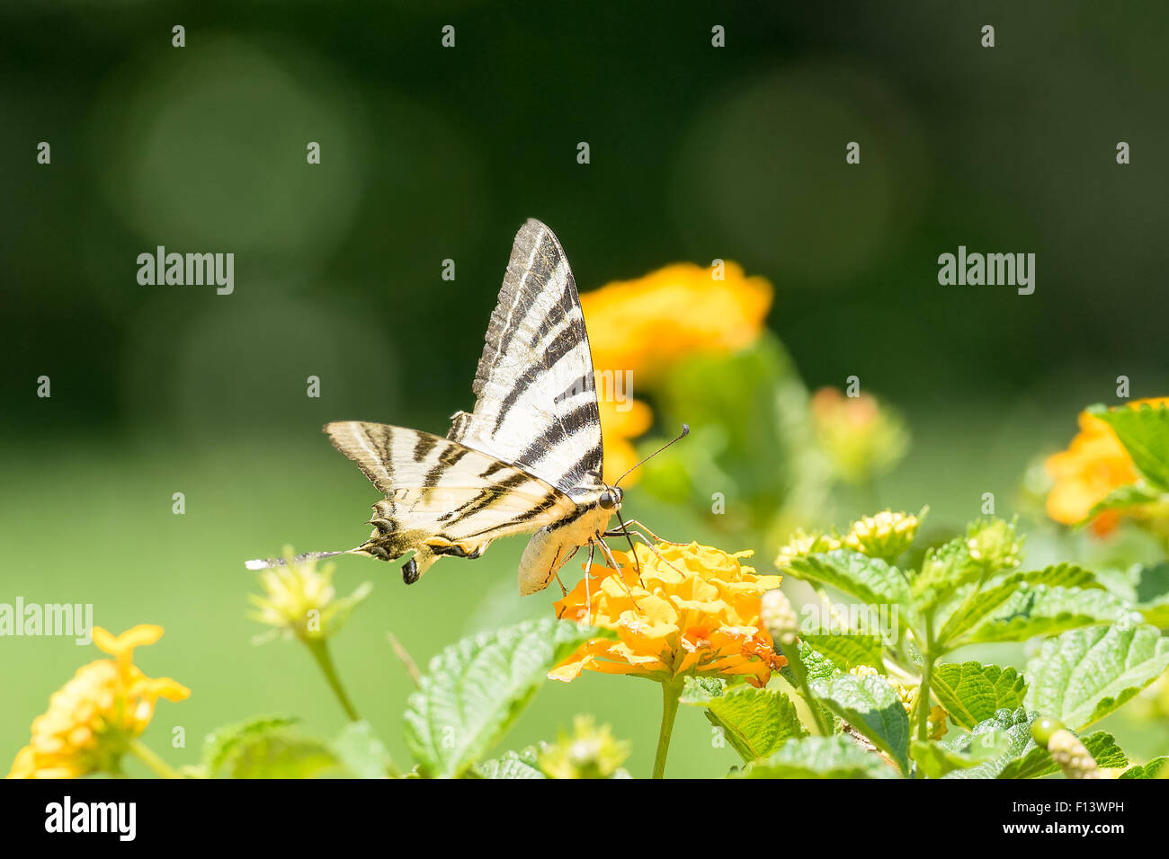 Iphiclides podalirius butterfly on a marigold plant. Stock Photo