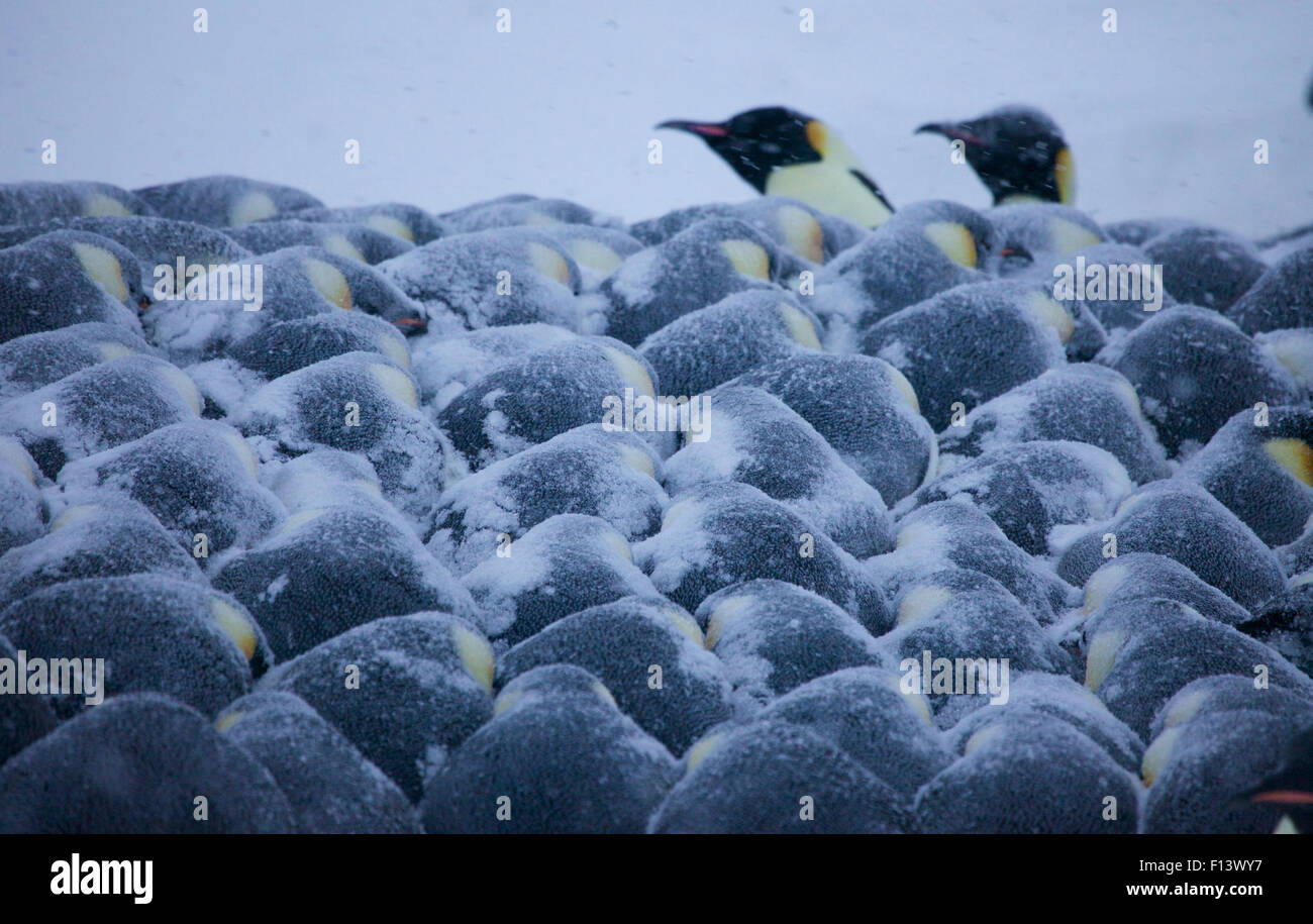 Emperor penguin (Aptenodytes forsteri) huddle in bad weather Stock