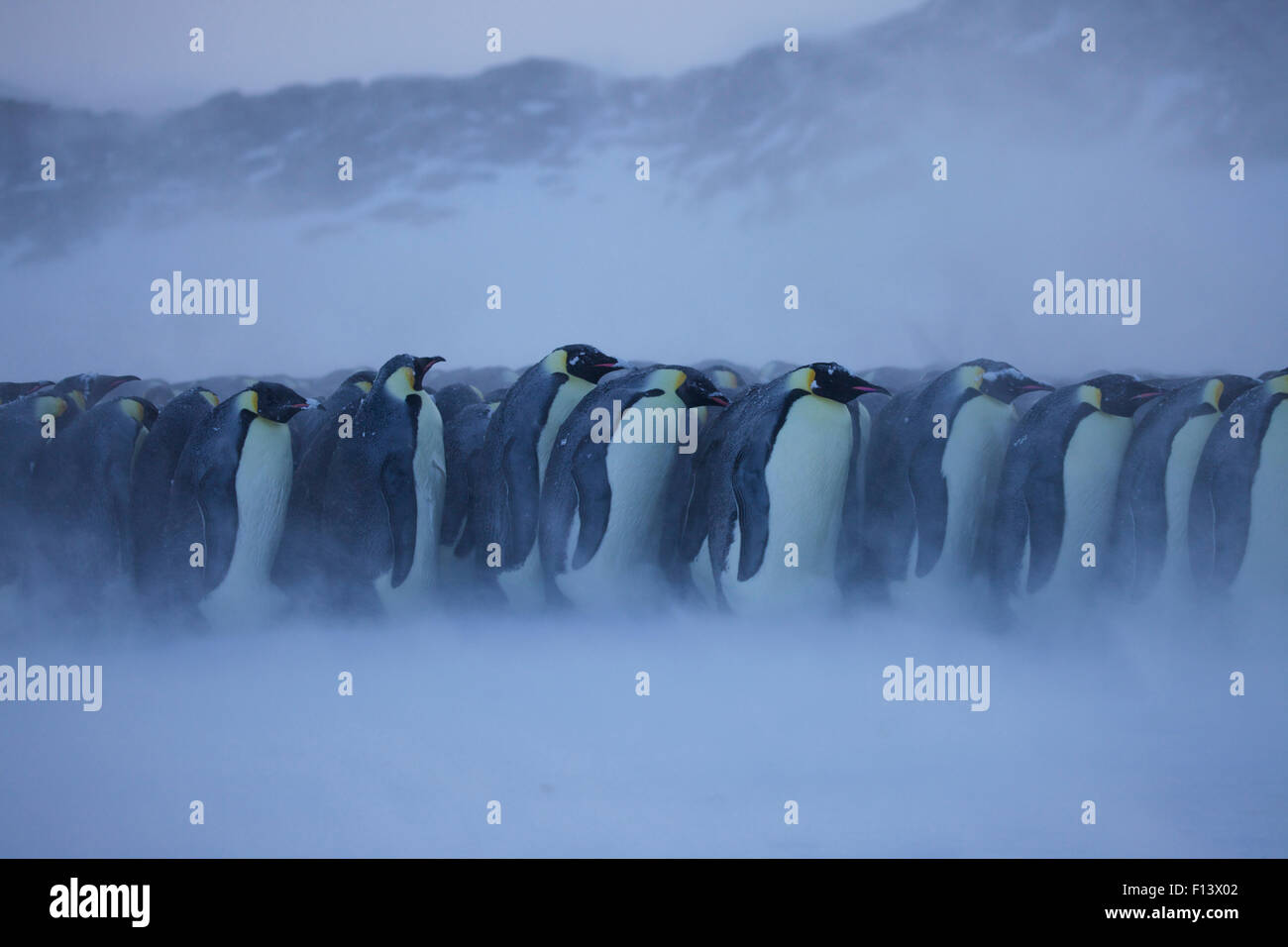 Emperor penguin (Aptenodytes forsteri) huddle in bad weather