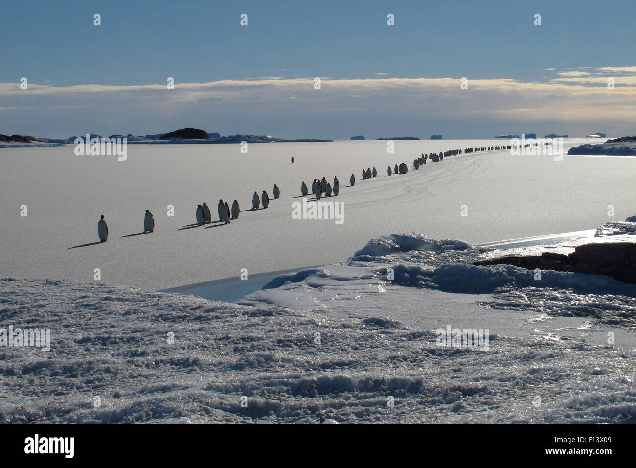 Emperor penguin (Aptenodytes forsteri) procession crossing newly formed