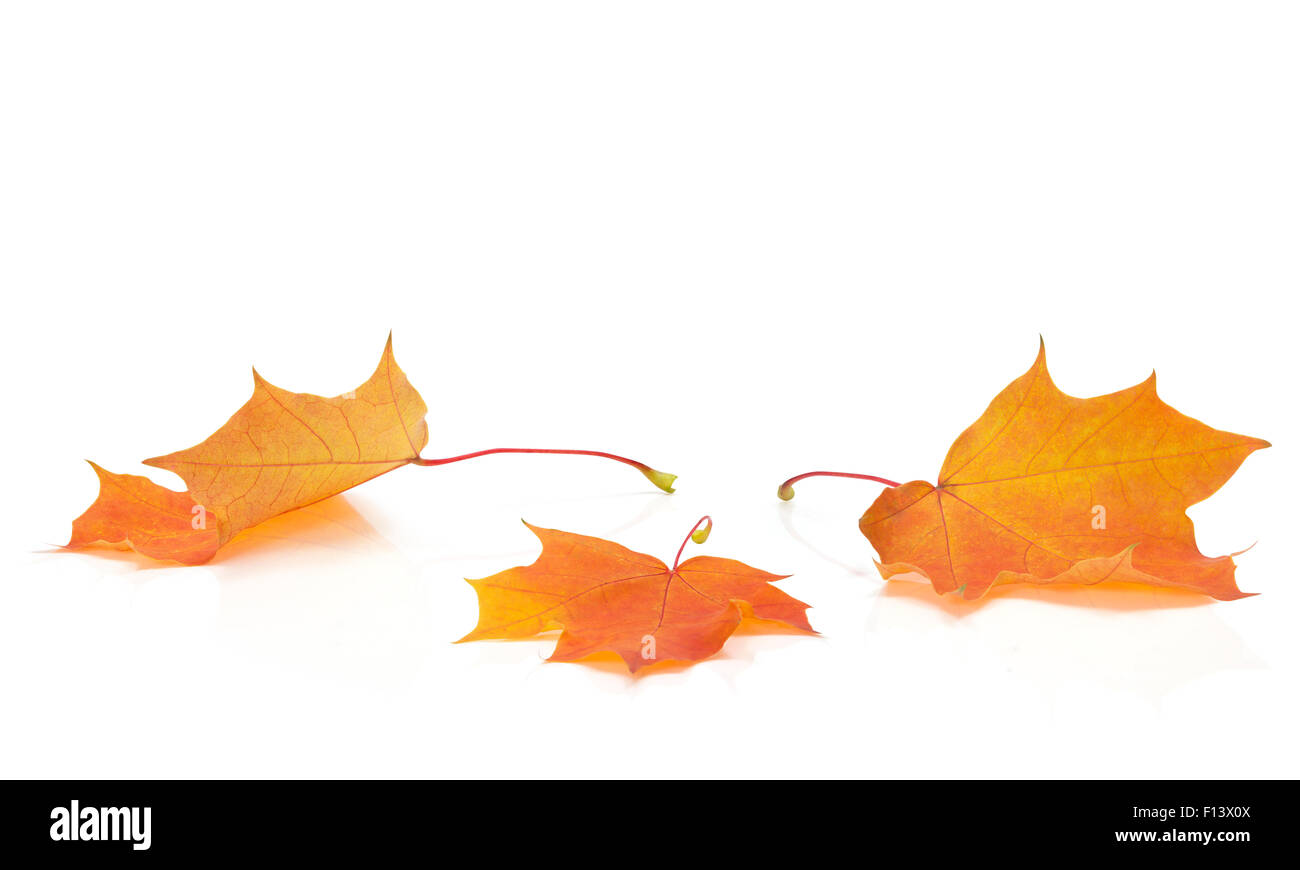 Autumn colored maple leaves on white background with empty space copy ...