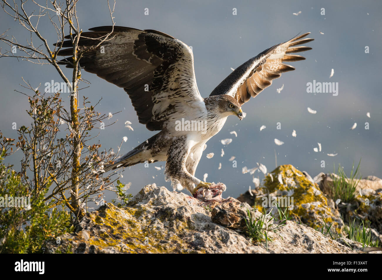 Bonelli's eagle (Aquila fasciata) feeding on a pigeon, Lleida, Catalonia, Spain, April. Stock Photo