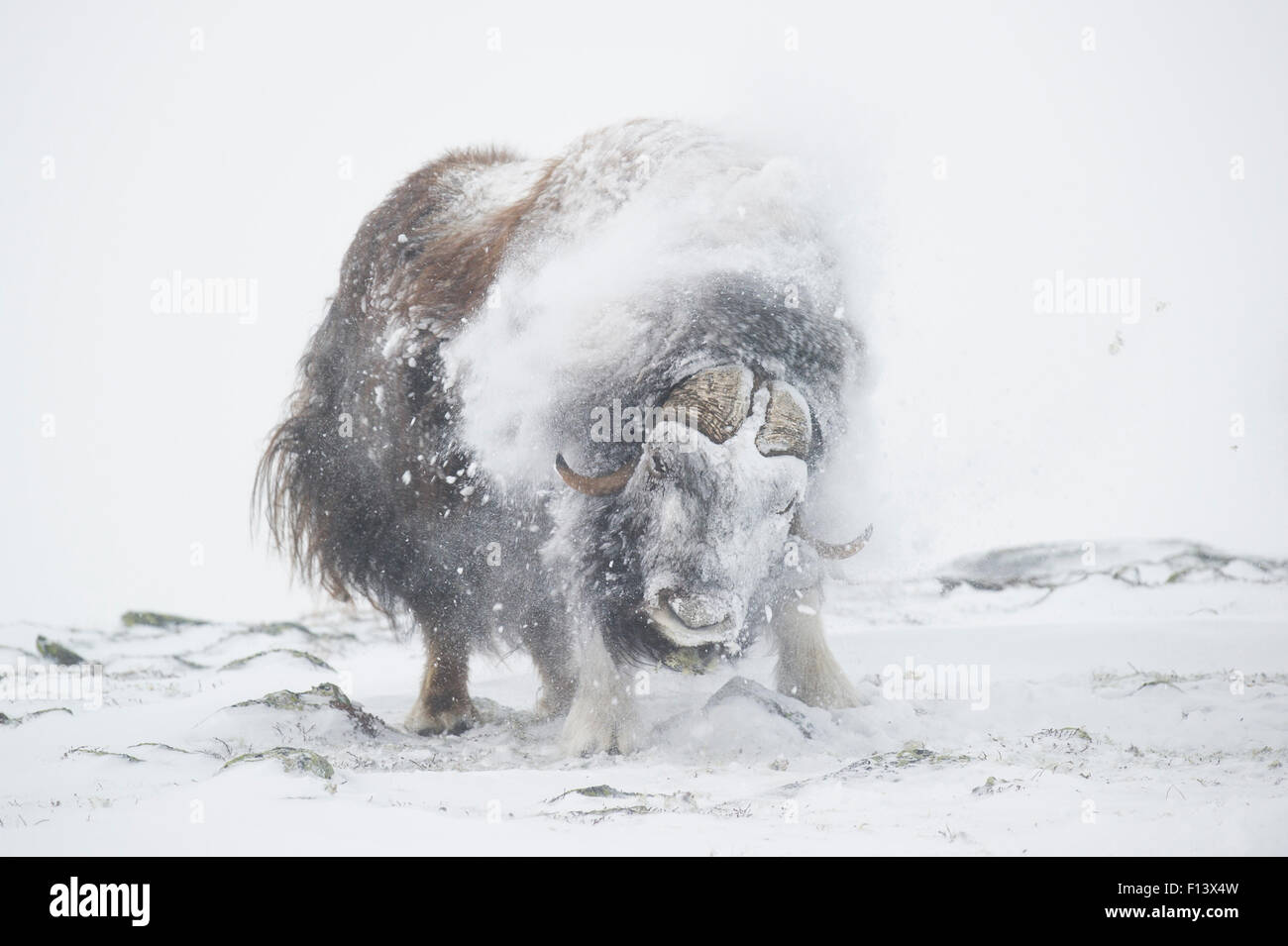 Muskox (Ovibos moschatus) bull shaking off snow, Dovrefjell - Sunndalsfjella National Park, Norway, January. Stock Photo