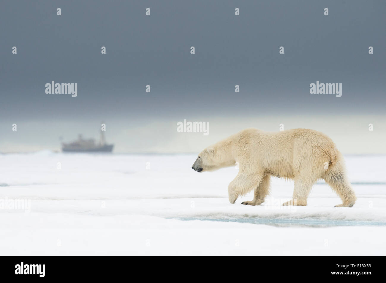 Female Polar bear (Ursus maritimus) walking on an ice floe with expedition ship MS Origo in the distance, Spitsbergen, Svalbard, Norway, July. Vulnerable Species. Stock Photo