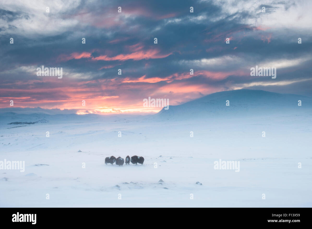 Four male Musk ox (Ovibos moschatus) in snowy landscape at sunset, Dovrefjell - Sunndalsfjella National Park, Norway, January 2012. Stock Photo