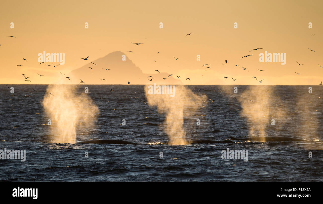 Three Fin whales (Balaenoptera physalus) surfacing with blows still visible, flying birds silhouetted, Arctic Ocean, West of Spitsbergen, Svalbard, Norway, September. Stock Photo