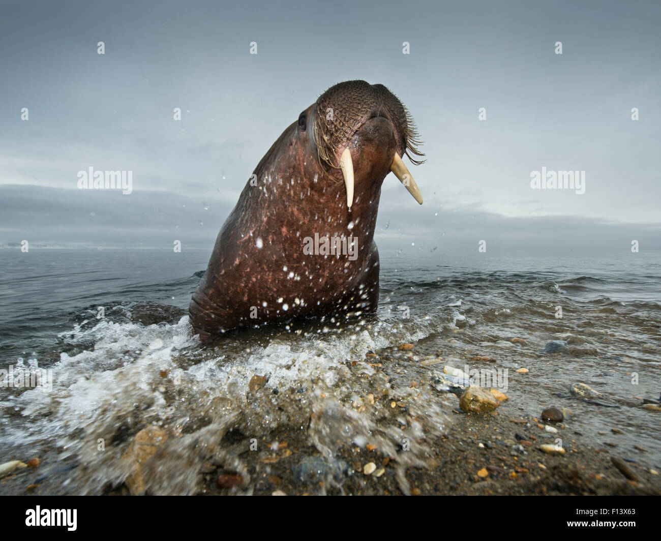 Walrus (Odobenus rosmarus) emerging from sea, near Prince Charles Foreland, Svalbard, Norway, June. Stock Photo