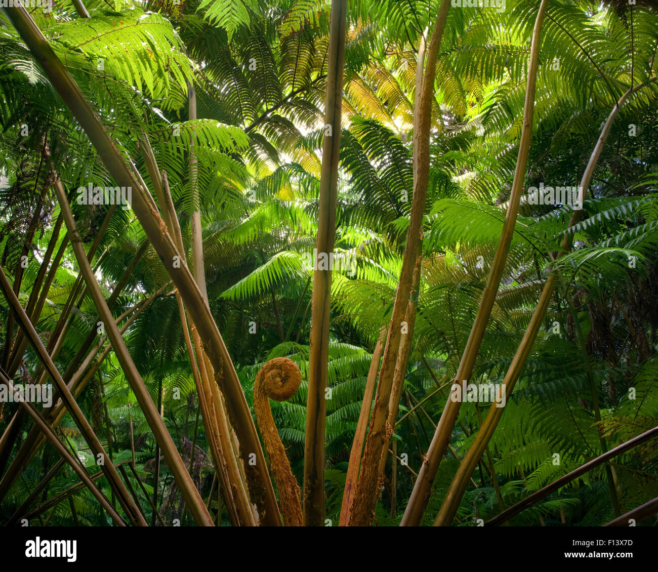 Hawaiian fern hires stock photography and images Alamy