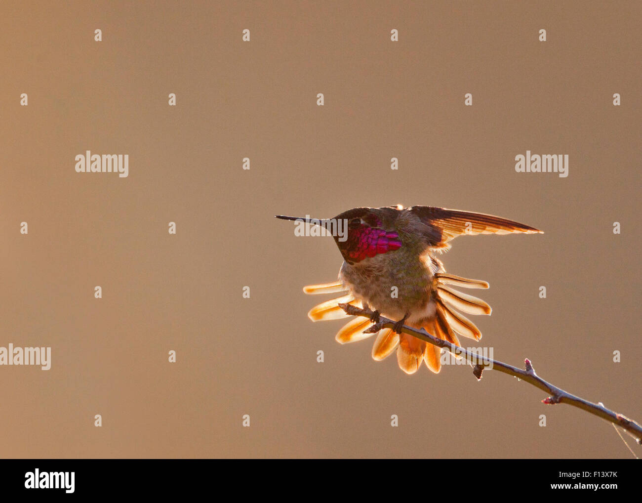 Anna's Hummingbird (Calypte anna) with tail feathers outstretched and wings up at sunrise in Mount Diablo State Park, California, USA. February. Stock Photo