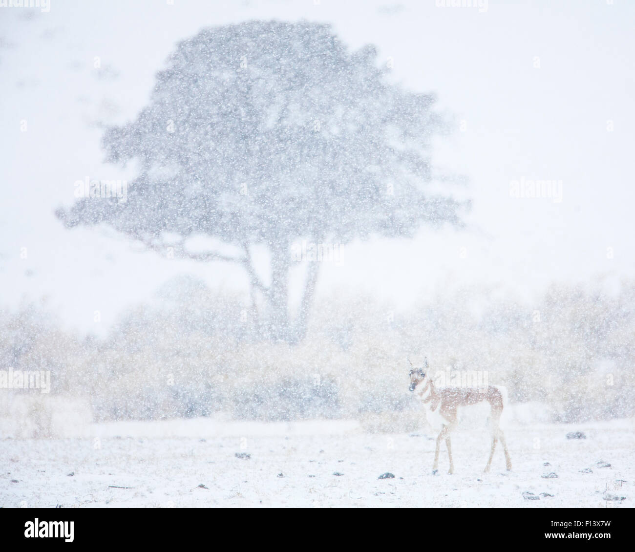 Heavy snow in yellowstone hires stock photography and images Alamy