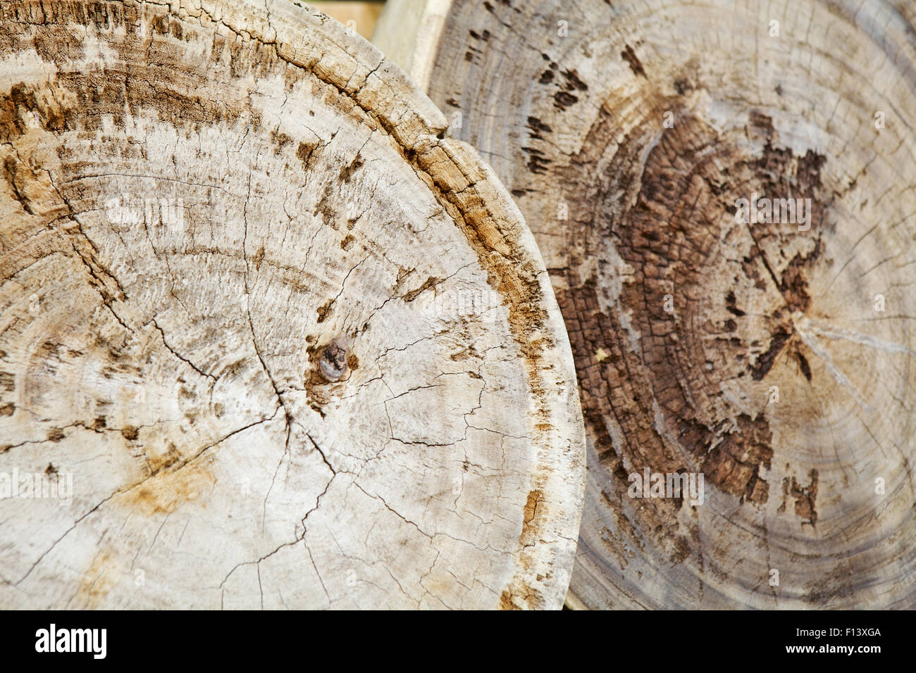 Old teak wood stumps with cracks and annual rings Stock Photo Alamy