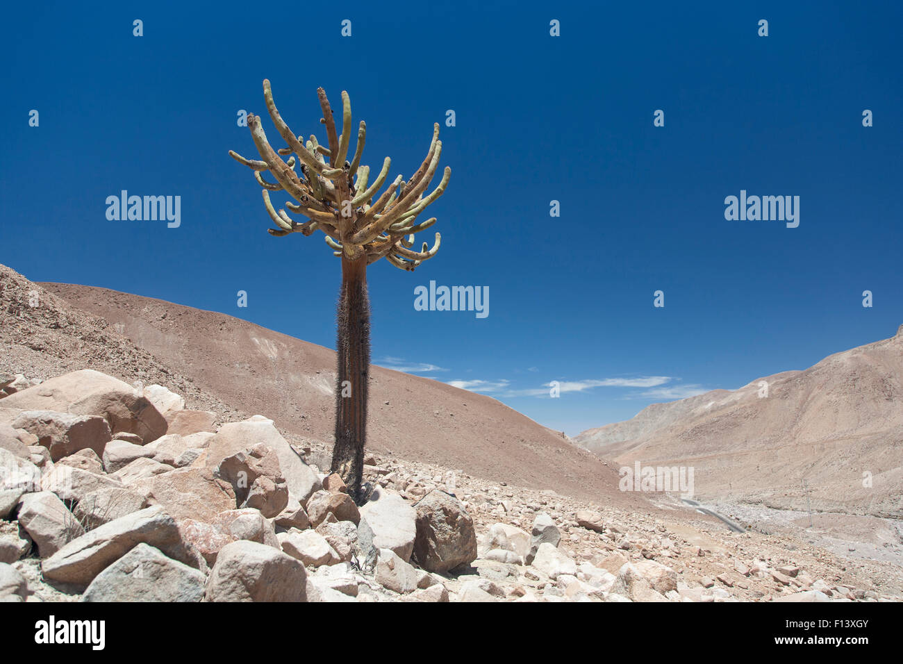 Candelabra cactus (Browningia candelaris) Lluta Valley, near Arica, Atacama Desert, Chile. Stock Photo