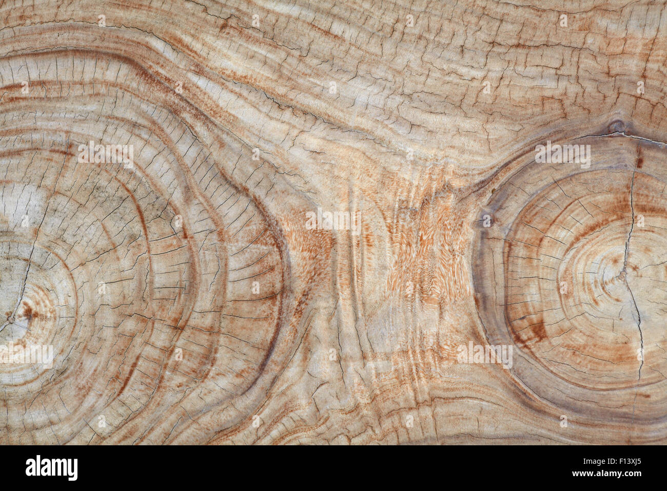 Grained surface of the old teak wood stump with cracks and annual rings