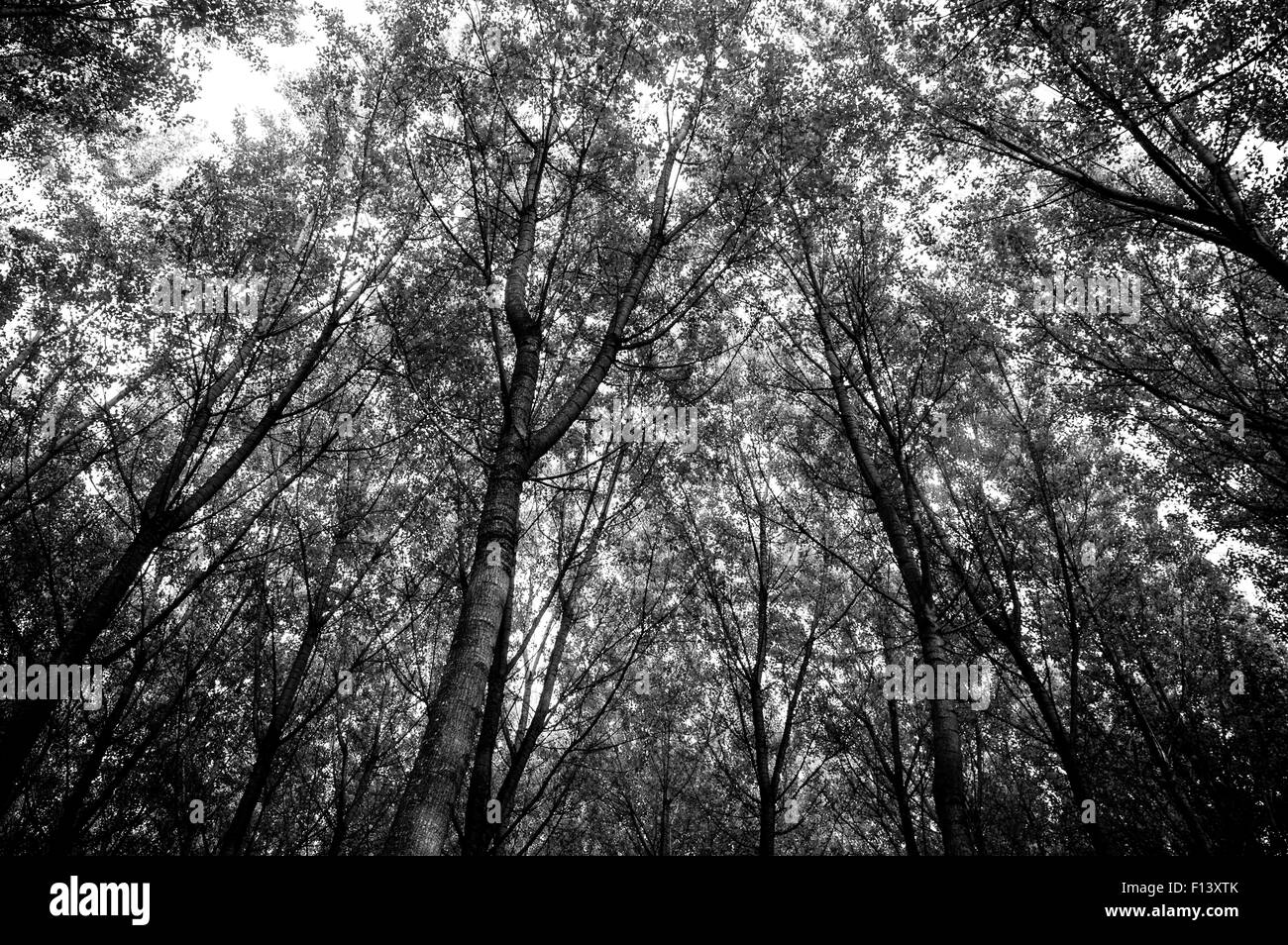 Oak forest in the herat of Tuscany, Italy Stock Photo Alamy