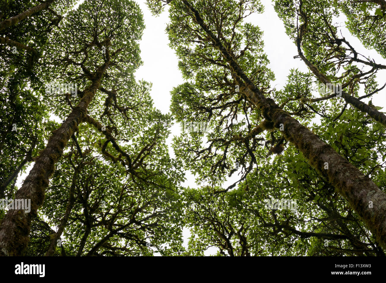 Scalesia forest canopy (Scalesia pendunculata), Los Gemelos, Santa Cruz Highlands, Galapagos Islands. Stock Photo